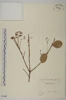 日本衛矛, 大葉黃楊藏品圖，第1張