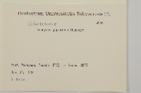 日本衛矛, 大葉黃楊藏品圖，第2張