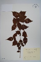 登錄號:S081959藏品圖，第1張