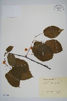 狗棗獼猴桃藏品圖，第1張