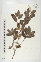 小葉胡頹子藏品圖，第1張