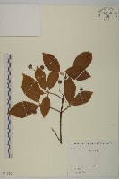 垂絲衛矛藏品圖，第1張