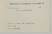 垂絲衛矛藏品圖，第2張