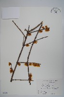 臘梅藏品圖，第1張