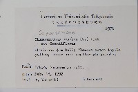 臘梅藏品圖，第2張