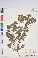 登錄號:S081980藏品圖，第1張