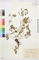 登錄號:S081983藏品圖，第1張