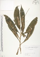 杜若藏品圖，第1張