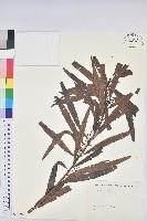 水楊梅、水柳仔藏品圖，第1張