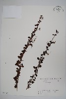 日本小檗藏品圖，第1張