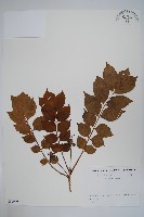 毛漆樹藏品圖，第1張