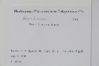 毛漆樹藏品圖，第2張