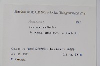 大屯尖葉槭, 川上氏槭藏品圖，第2張