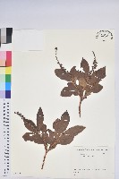 側花木藜蘆藏品圖，第1張