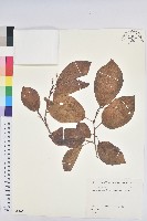 白木烏臼藏品圖，第1張