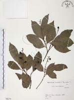 紅葉樹藏品圖，第1張