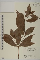 草珊瑚、紅果金粟蘭藏品圖，第1張