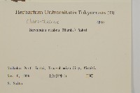 草珊瑚、紅果金粟蘭藏品圖，第2張