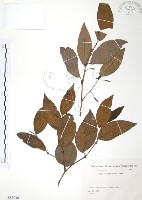 風藤藏品圖，第1張