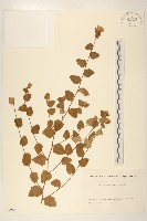 登錄號:S082041藏品圖，第1張