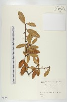 胡頹子藏品圖，第1張