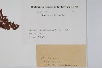 遼東赤楊，遼東榿木，毛赤楊藏品圖，第2張