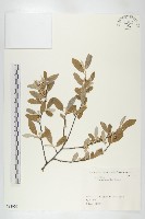 小葉胡頹子藏品圖，第1張