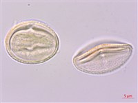 多花泡花樹藏品圖，第1張