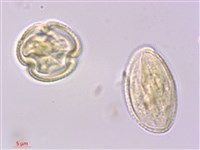 多花泡花樹藏品圖，第2張
