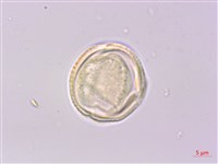 多花泡花樹藏品圖，第3張