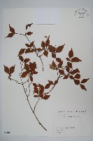 登錄號:S082066藏品圖，第1張