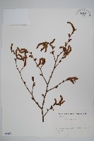 登錄號:S082071藏品圖，第1張