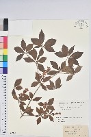 登錄號:S082078藏品圖，第1張