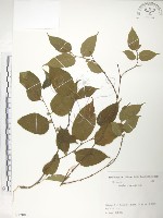 小構樹藏品圖，第1張