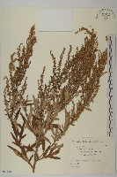 登錄號:S082084藏品圖，第1張