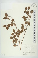 登錄號:S082086藏品圖，第1張