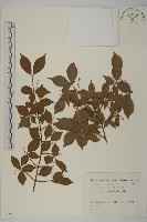 登錄號:S082090藏品圖，第1張