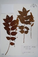 毛漆樹藏品圖，第1張