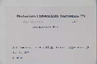 朱紅水木藏品圖，第2張