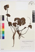 空莖驢蹄草藏品圖，第1張