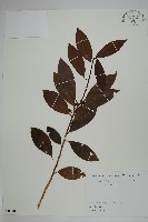 冬青藏品圖，第1張