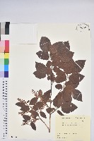 小果南燭藏品圖，第1張