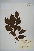 登錄號:S082108藏品圖，第1張