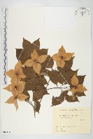 四照花藏品圖，第1張