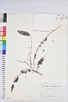 裡白饅頭果藏品圖，第1張