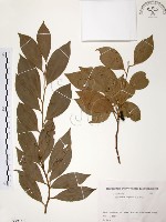 樟樹藏品圖，第1張