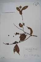 華氏冬青藏品圖，第1張