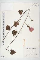 銳葉牽牛藏品圖，第1張