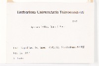 銳葉牽牛藏品圖，第2張