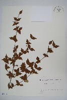 登錄號:S082119藏品圖，第1張